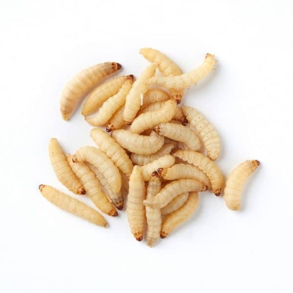 Waxworms ***pick up in store only***