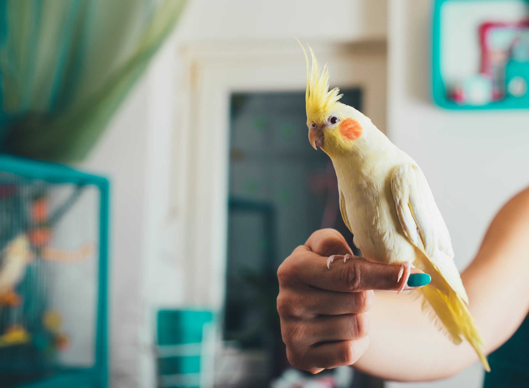 Le guide ultime pour vous occuper de votre oiseau domestique