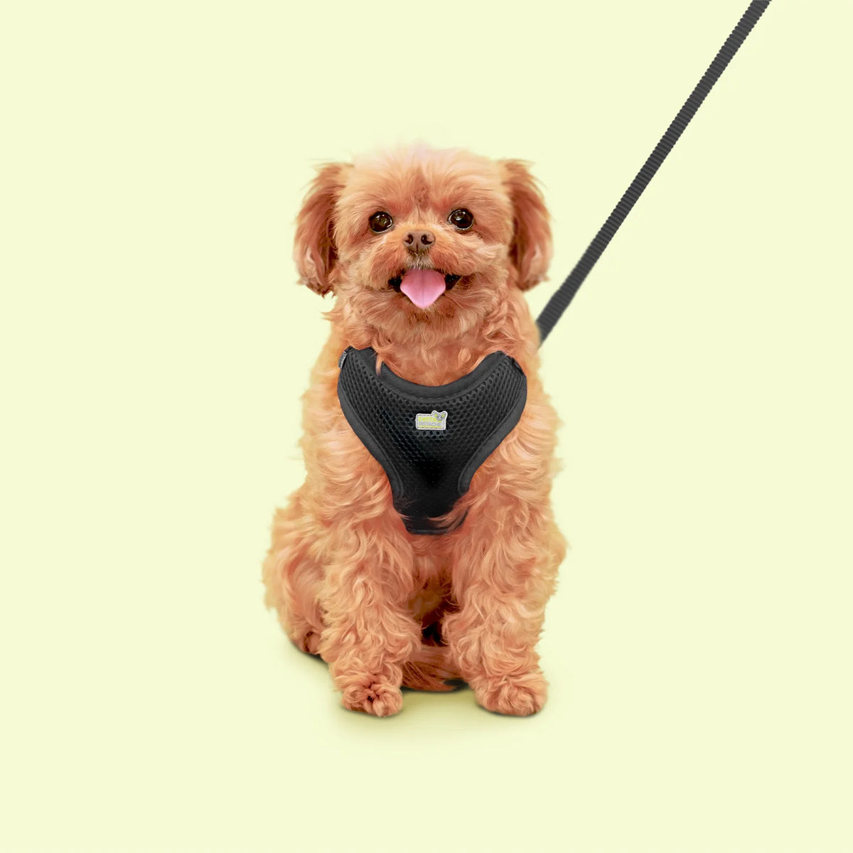Harnais en maille Petite Pistache pour très petits chiens Noir 3XS - La niche&amp;moi