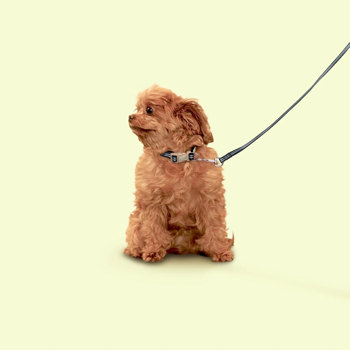 Collier Petite Pistache pour Petits Chiens NOIR SM - La niche&amp;moi