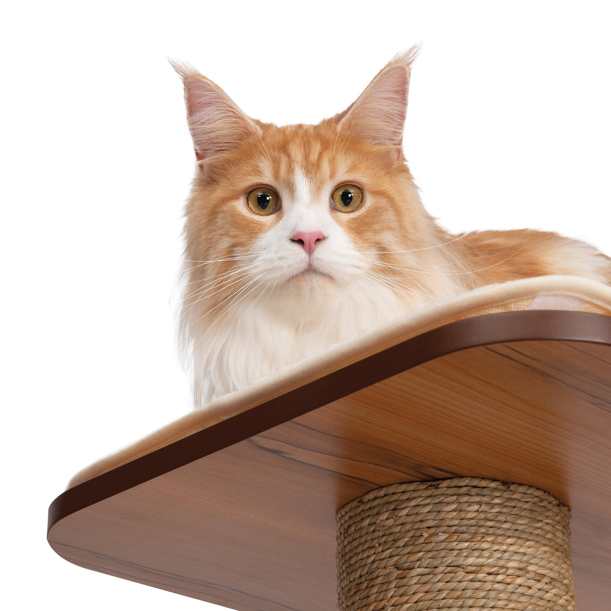 Meuble Catit Vesper High Base Géant, noyer, 89 x 64 x 133 cm - La niche&amp;moi