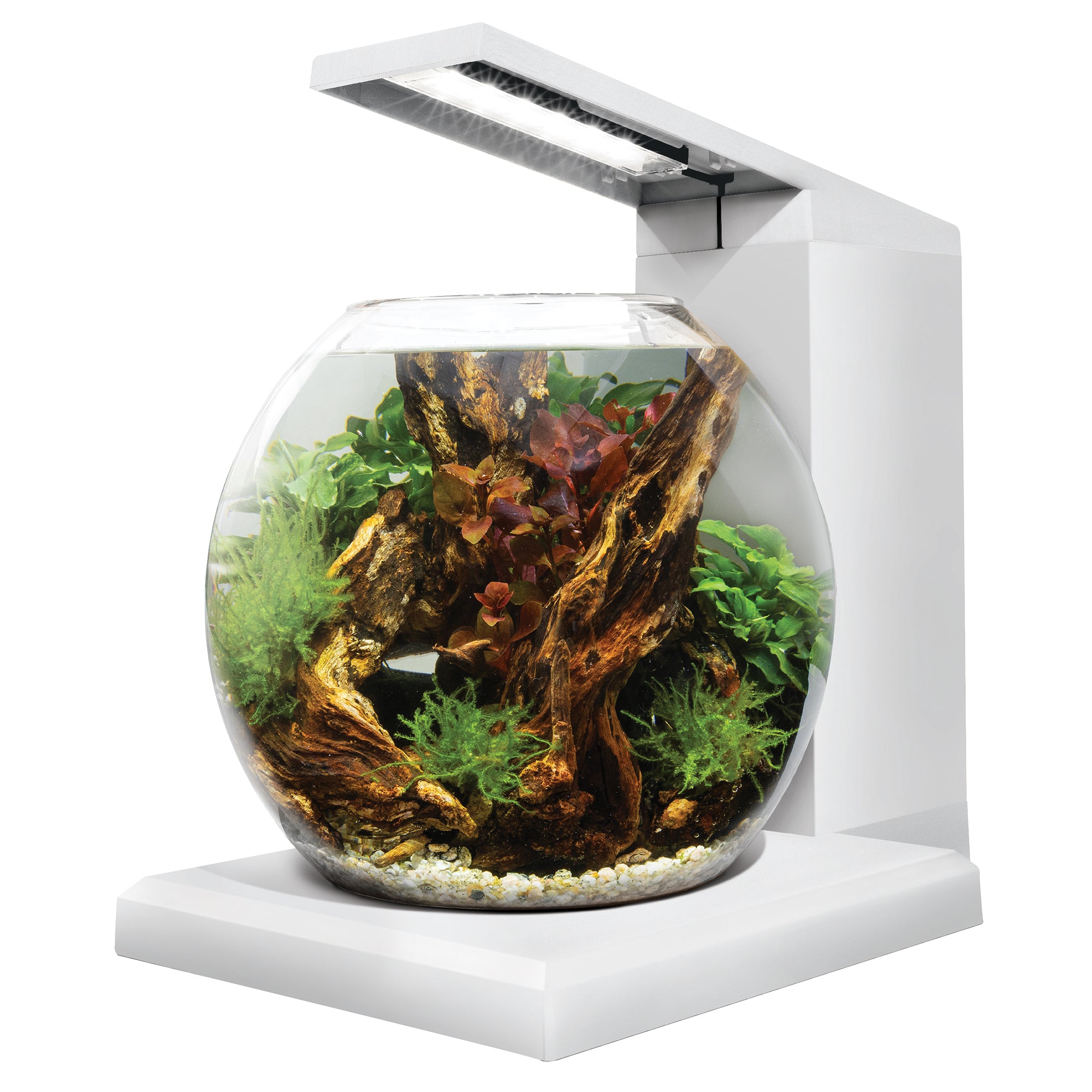 Aquarium équipé LIV Fluval pour l’aménagement miniature, blanc, 33 x 31,75 cm (13 x 12,5 po)