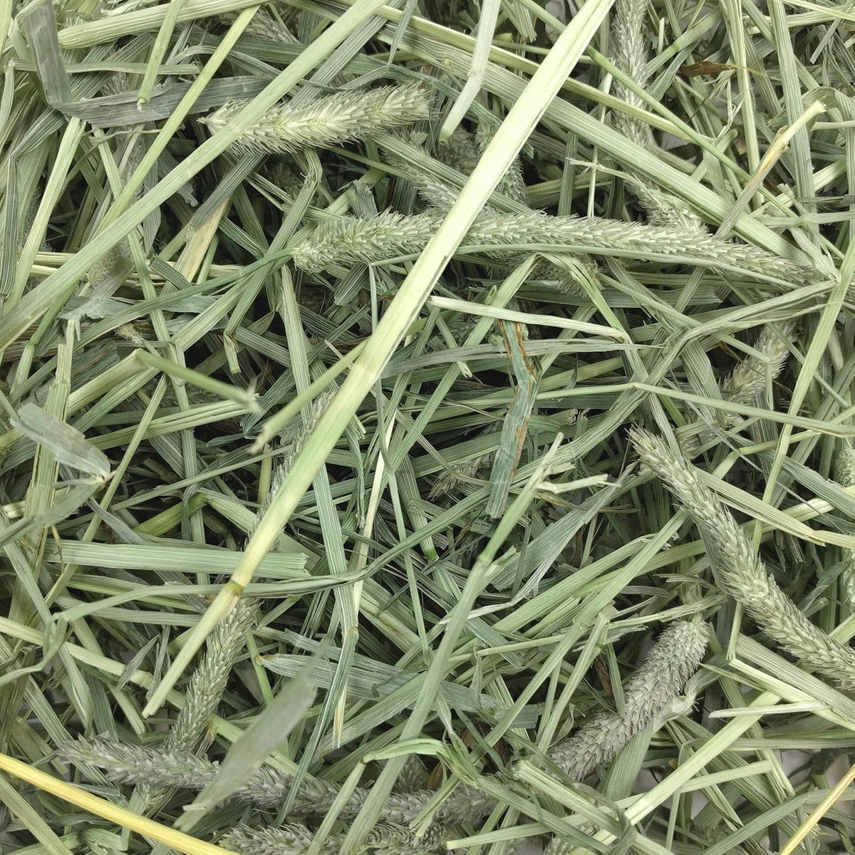 Oxbow Foin Timothy Occidental 40oz - La niche&amp;moi