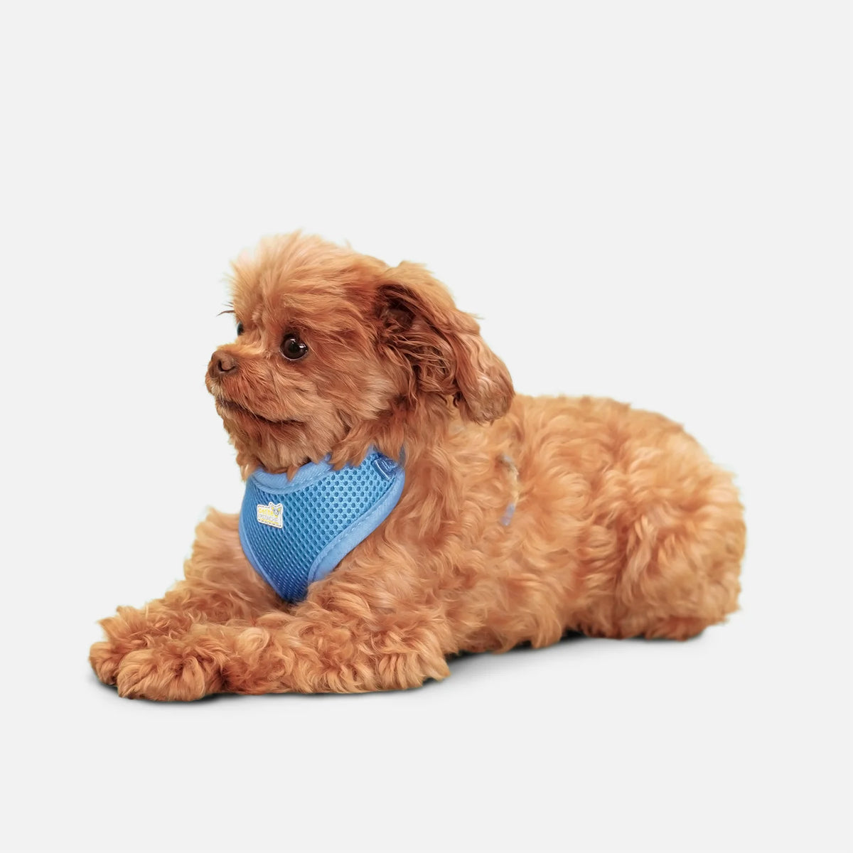 Harnais en maille Petite Pistache pour très petits chiens BLEU XS - La niche&amp;moi