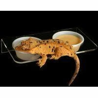 Pangea Magnetic Gecko Ledge - Acrylic Large