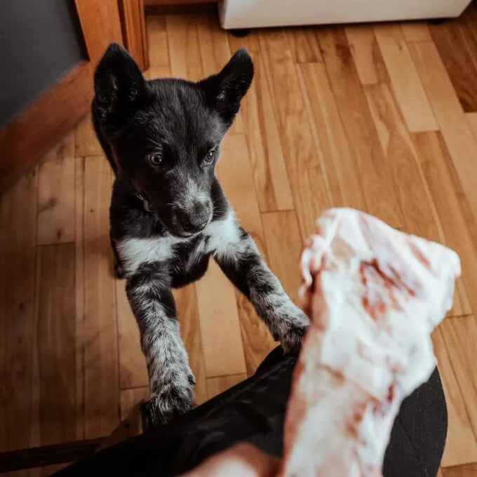 Petites Côtes de Boeuf x 3 - La niche&amp;moi