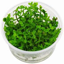 Bacopa Caroliniana
