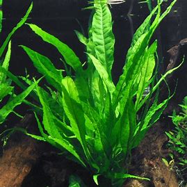 Microsorium Pteropus en pot (Java Fern)
