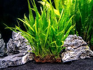 Microsorium Pteropus var. Narrow Leaf en pot