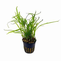 Microsorium Pteropus var. Trident en pot