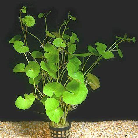 Hydrocotyle leucocephala en pot