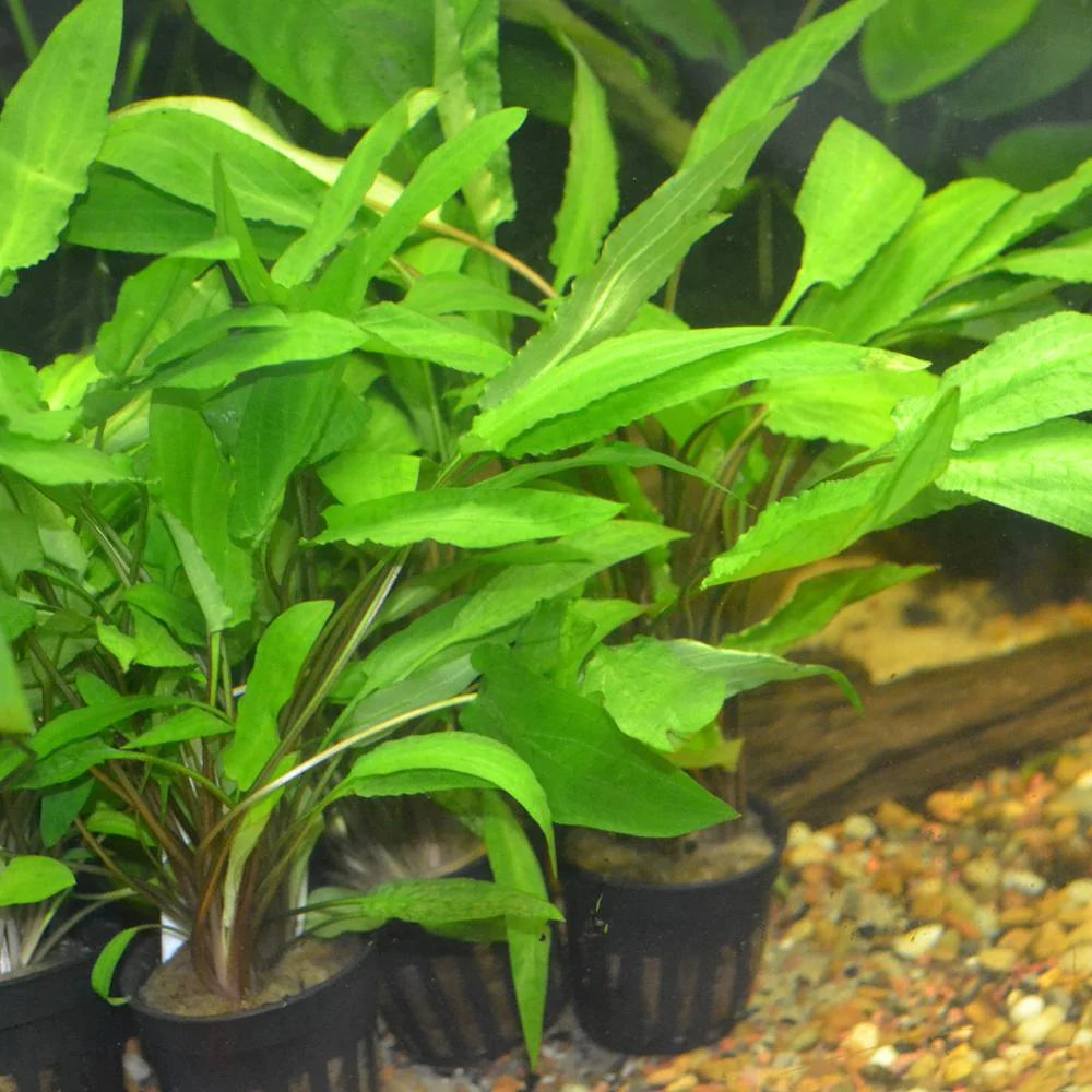Cryptocoryne Wendtii Vert à longue feuille en pot