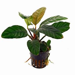 Anubias Barteri var. Coffefolia en pot