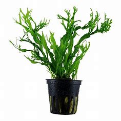 Microsorium Pteropus var. Windelov en pot