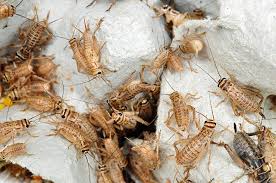 Crickets 1/2  ***pick up in store only***