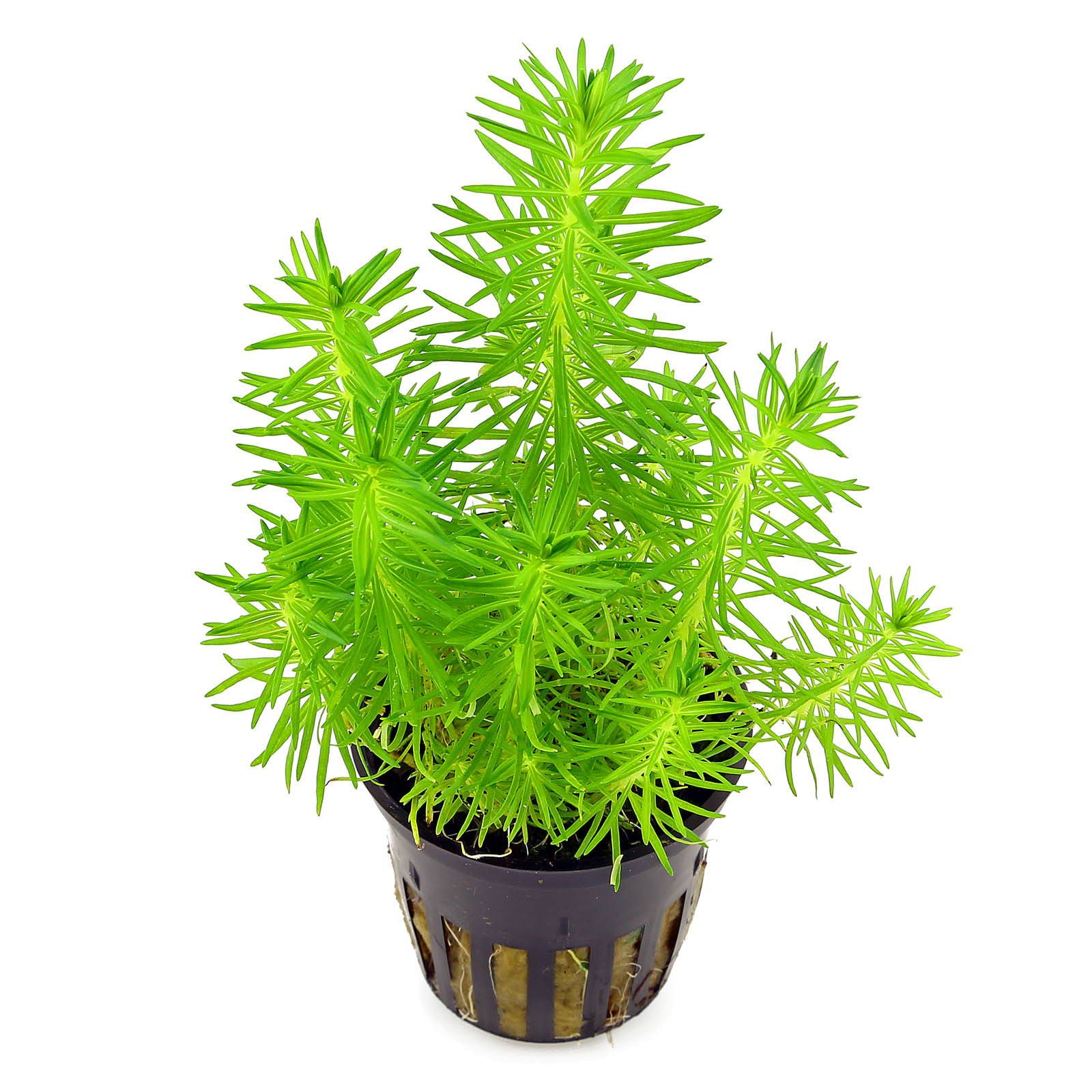 Pogostemon Erectus en Pot