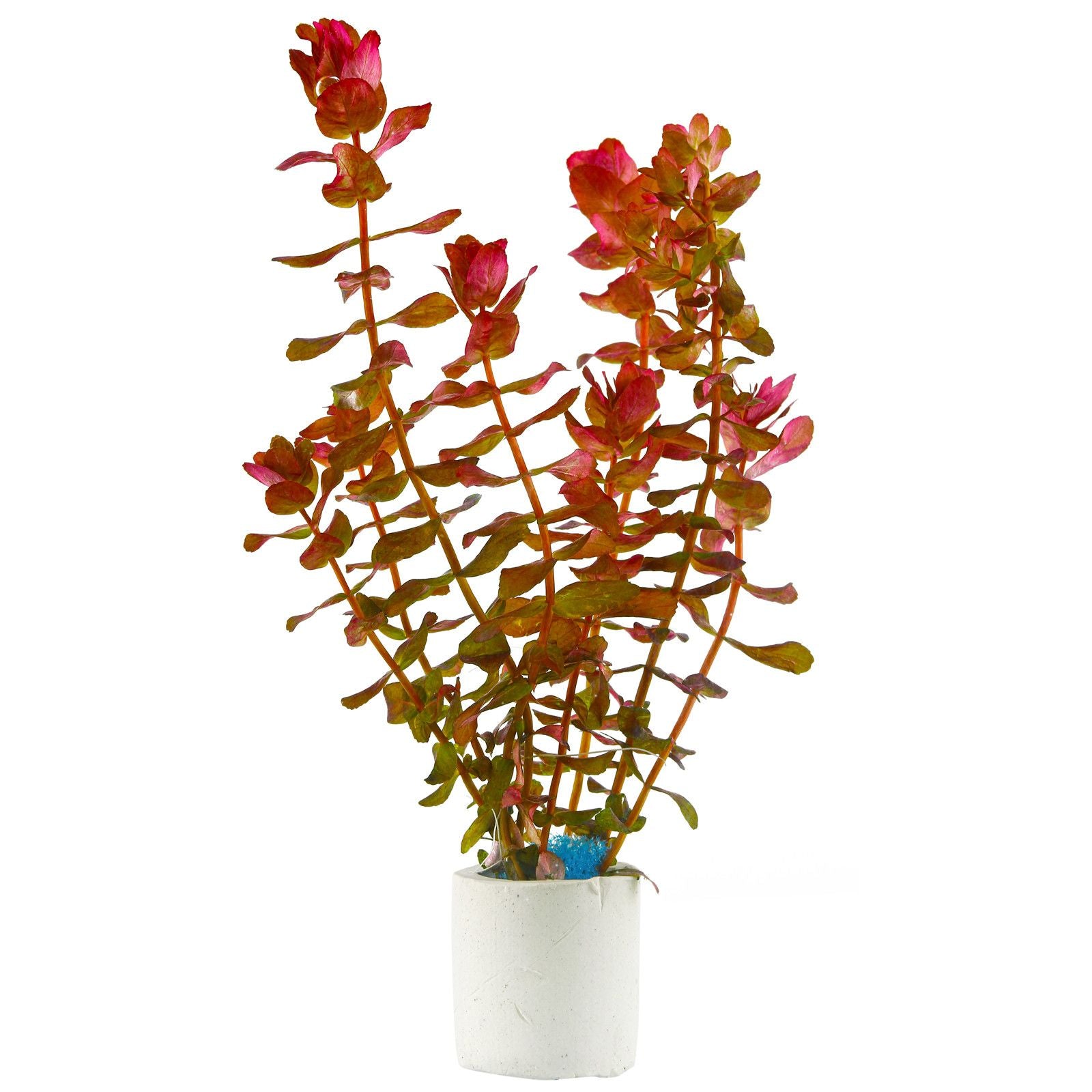 Rotala Macrandra
