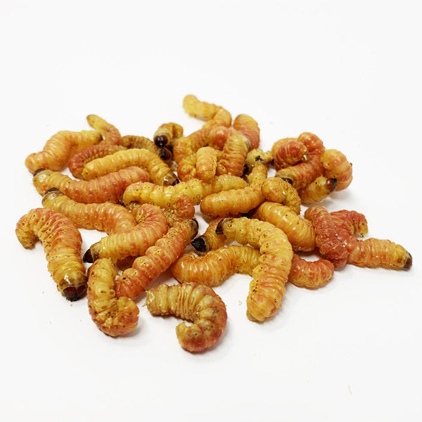 Butterworms ***pick up in store only***