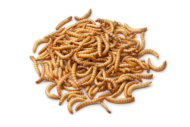Meal Worms (100 pack)***Pick up in store only***